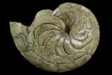 Fossil Nautilus (Aturia) - Boujdour, Morocco #130637-1